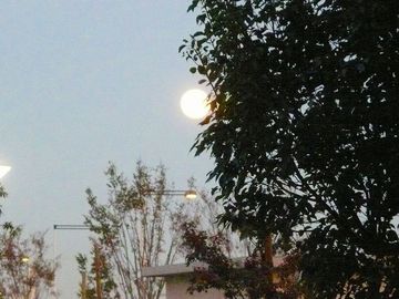 ss-P1040329.jpg